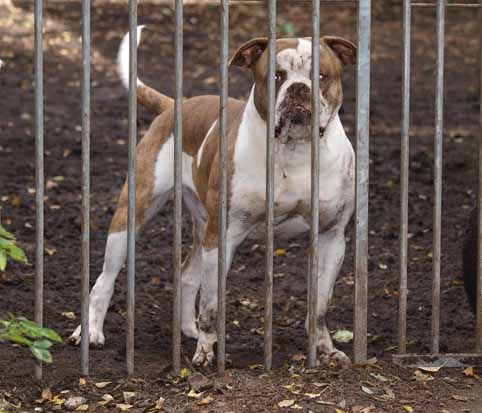 american bulldog